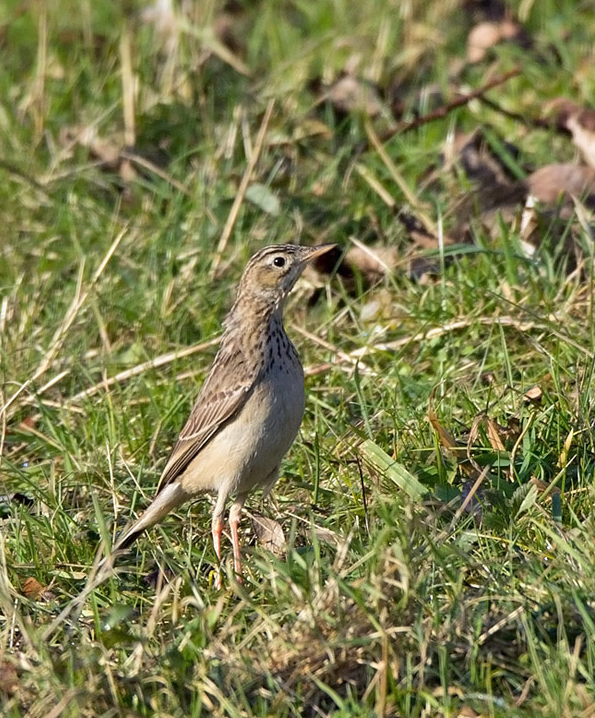 image Blyth's Pipit